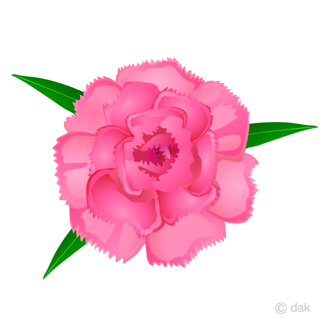pink carnation clip art 10 free Cliparts | Download images on ...