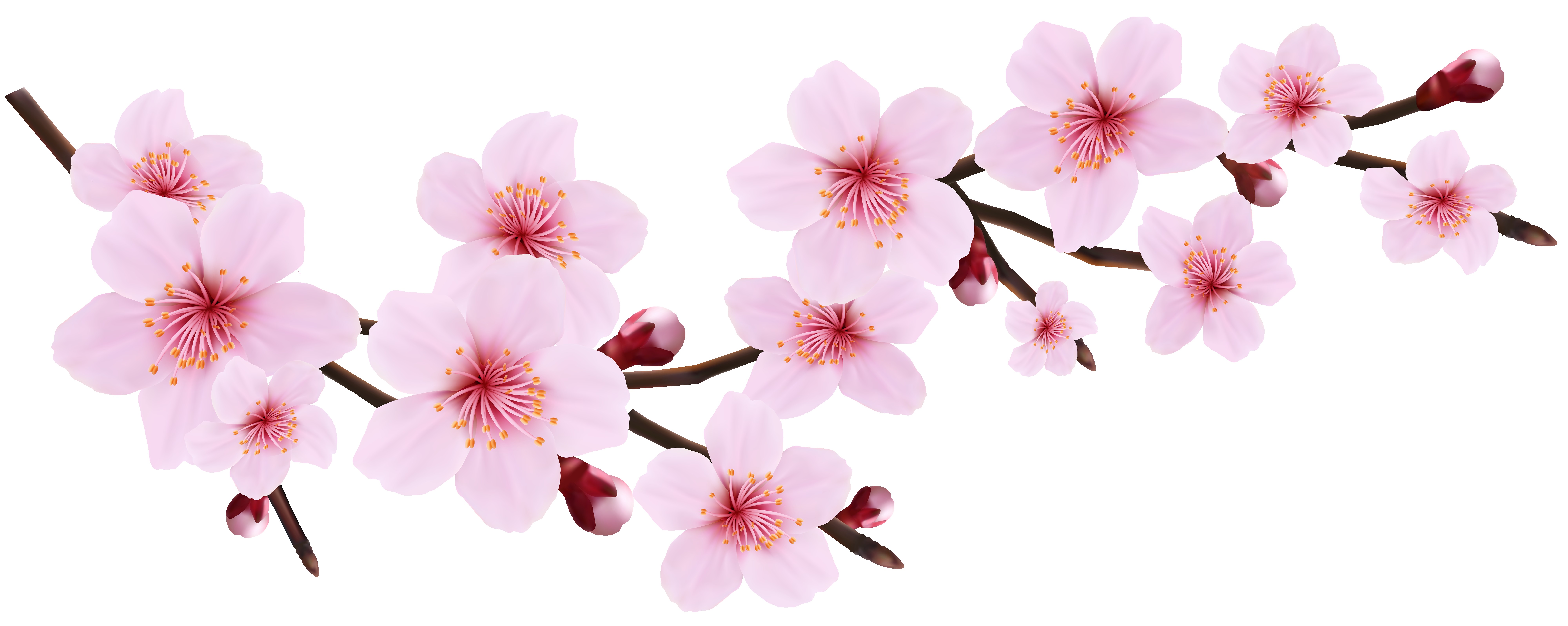 Cherry Tree Clipart at GetDrawings.com.