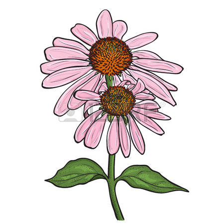170 Coneflower Stock Vector Illustration And Royalty Free.