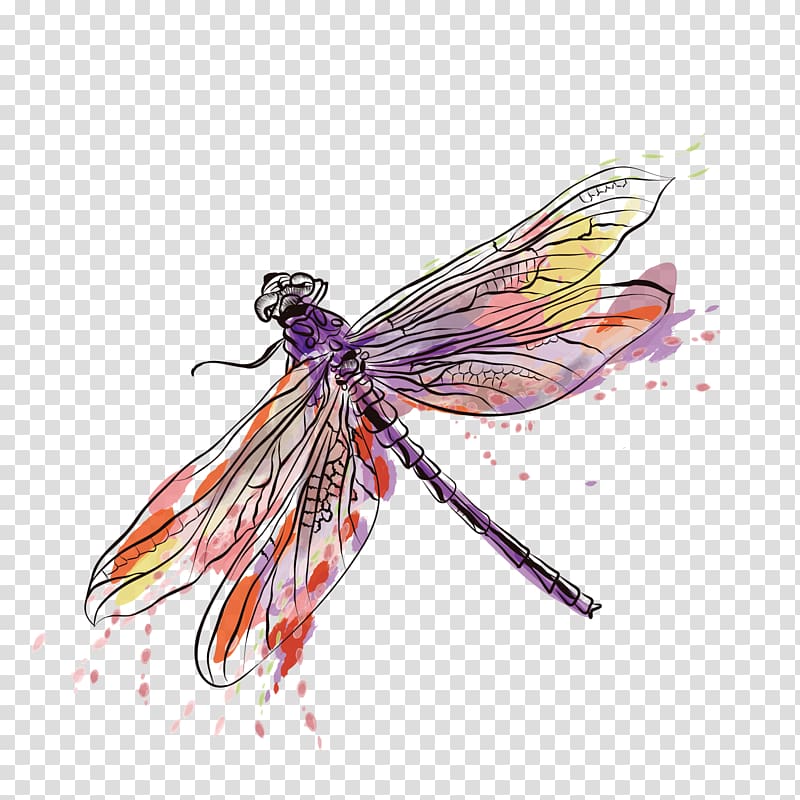 Purple, yellow, and pink dragonfly illustration, Insect.