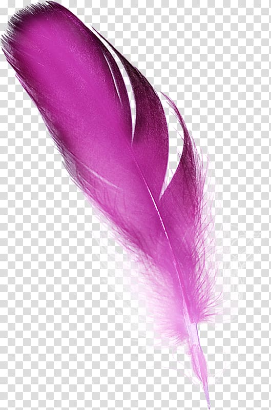 pink feather clipart 10 free Cliparts | Download images on Clipground 2022