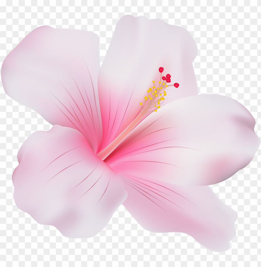 ink hibiscus png clip art.