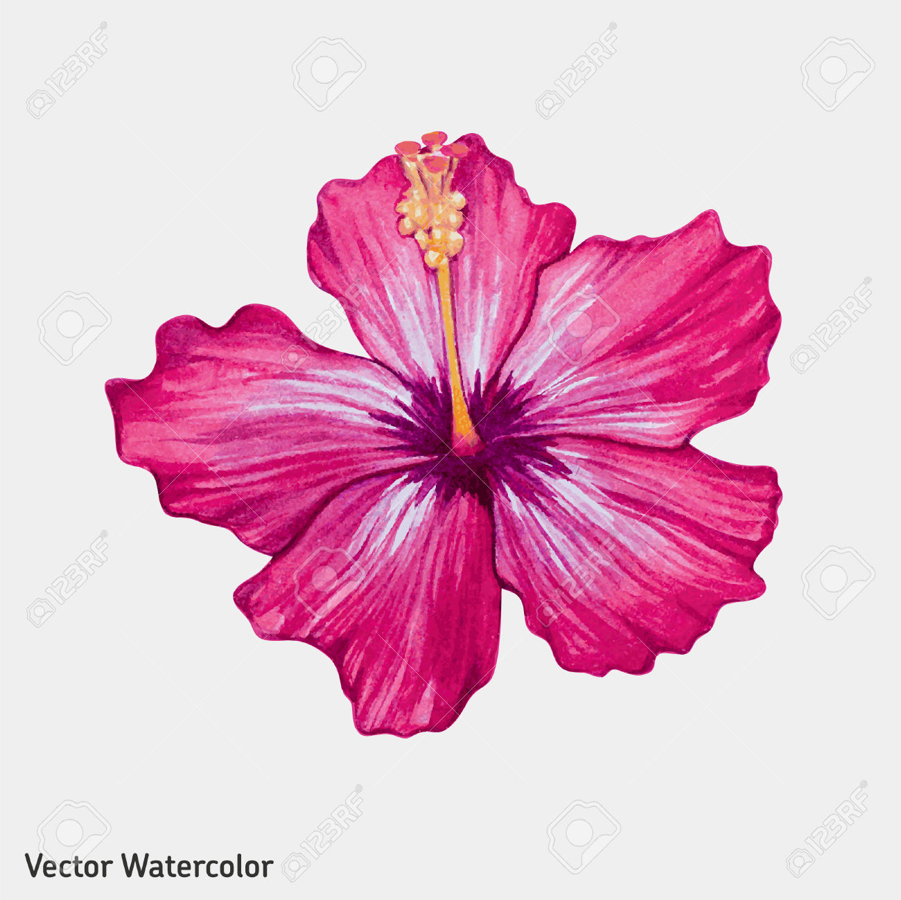 Watercolor Pink Hibiscus Flower. Vector Illustration. Royalty Free.
