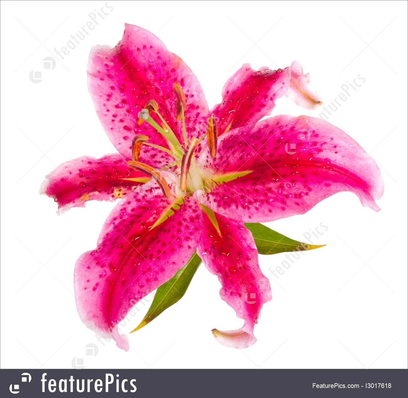 Pink Lily Picture.