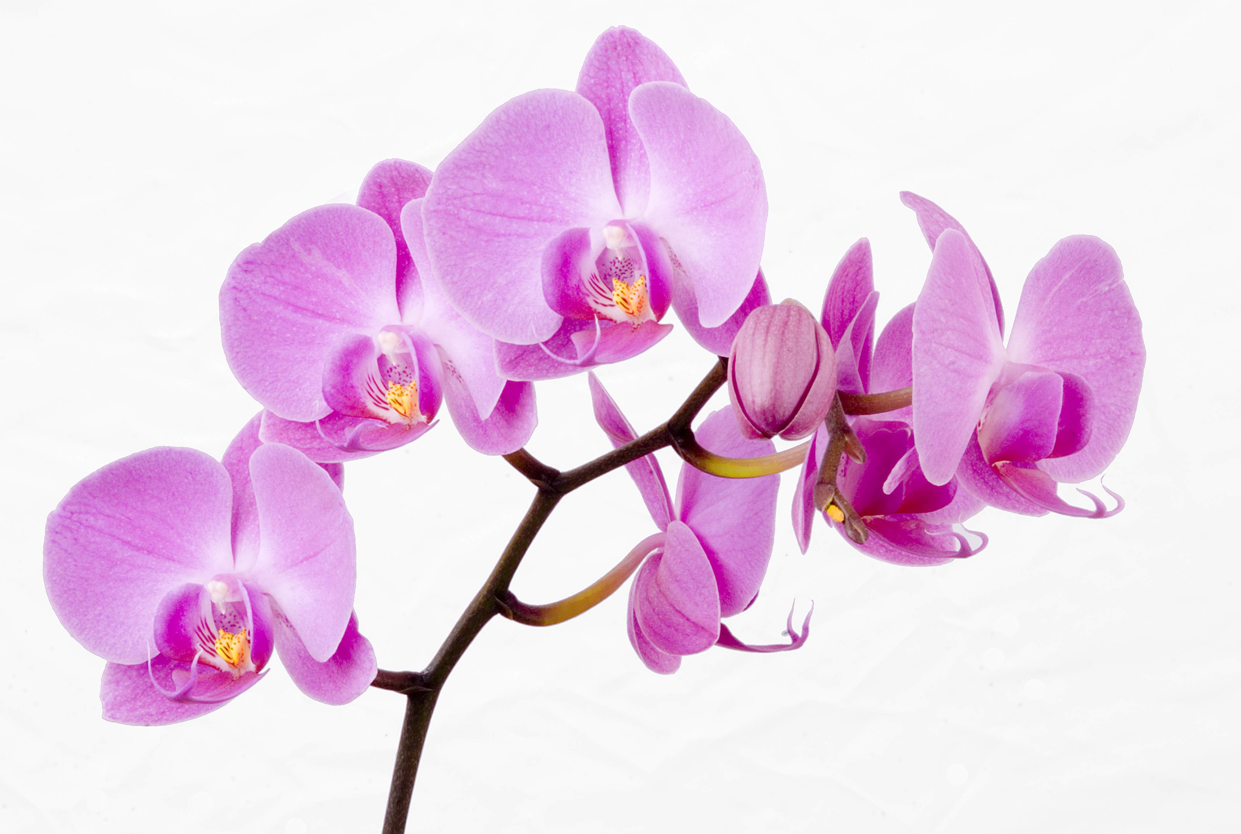 Pink Orchid Clipart.