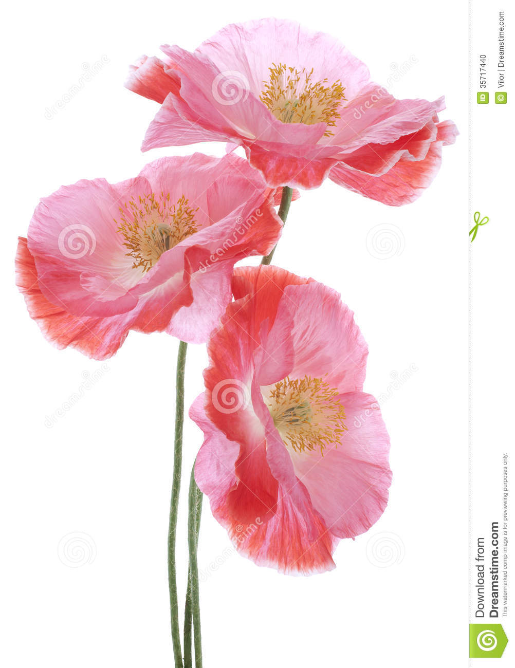 Pink poppy clipart 20 free Cliparts | Download images on Clipground 2021