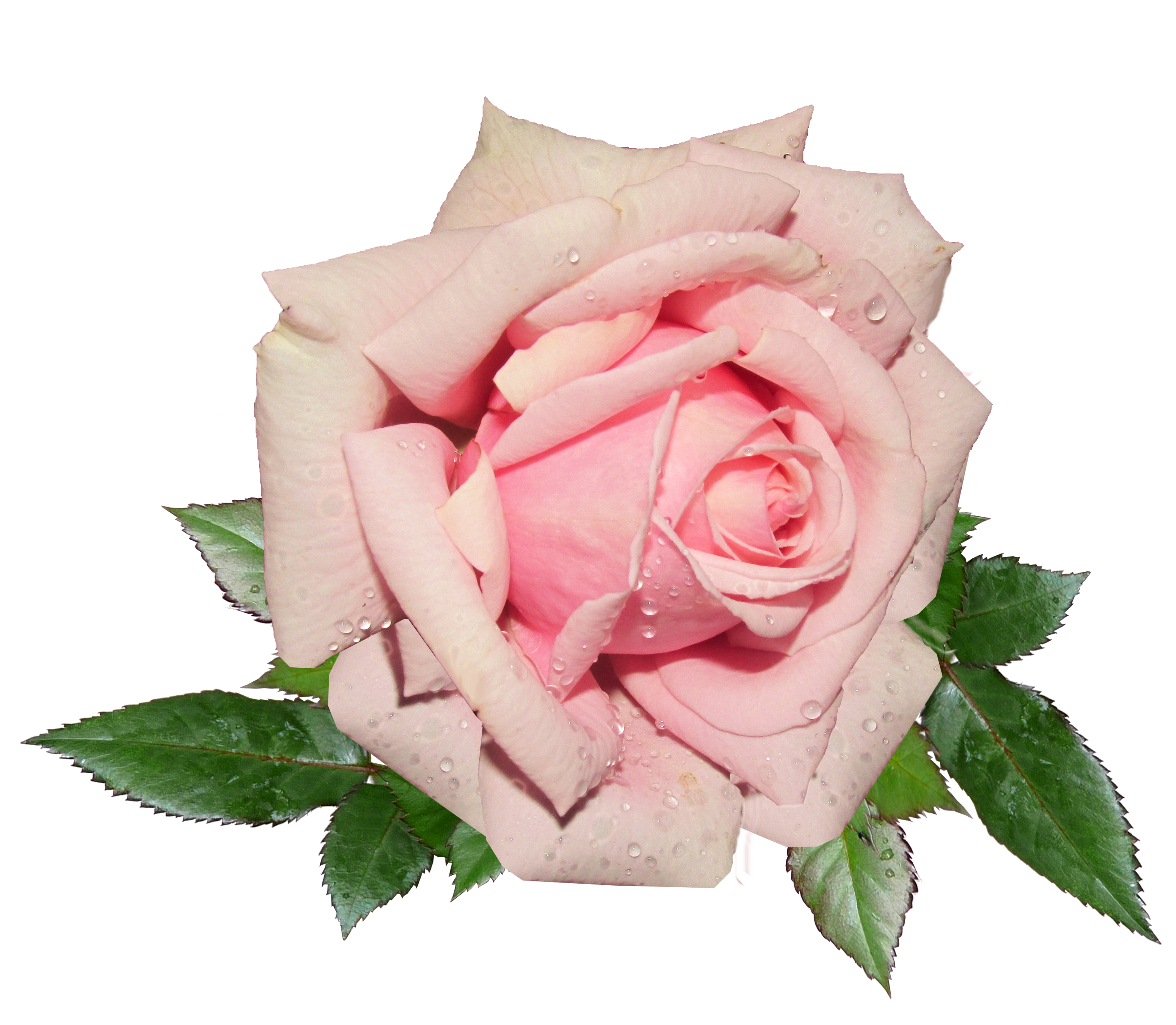 Fresh Pink Rose PNG Image.