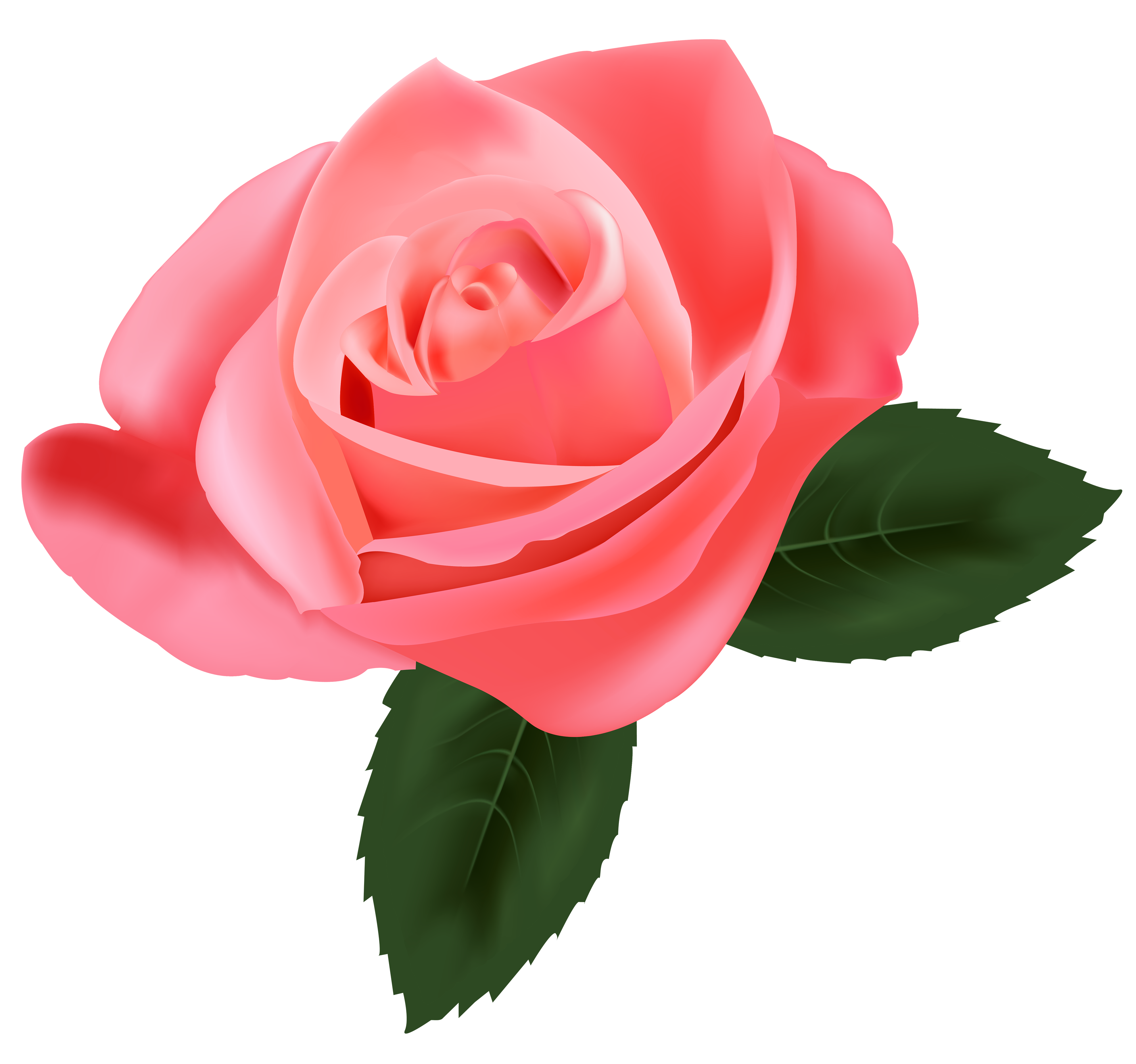 Pink Rose PNG Clipart.