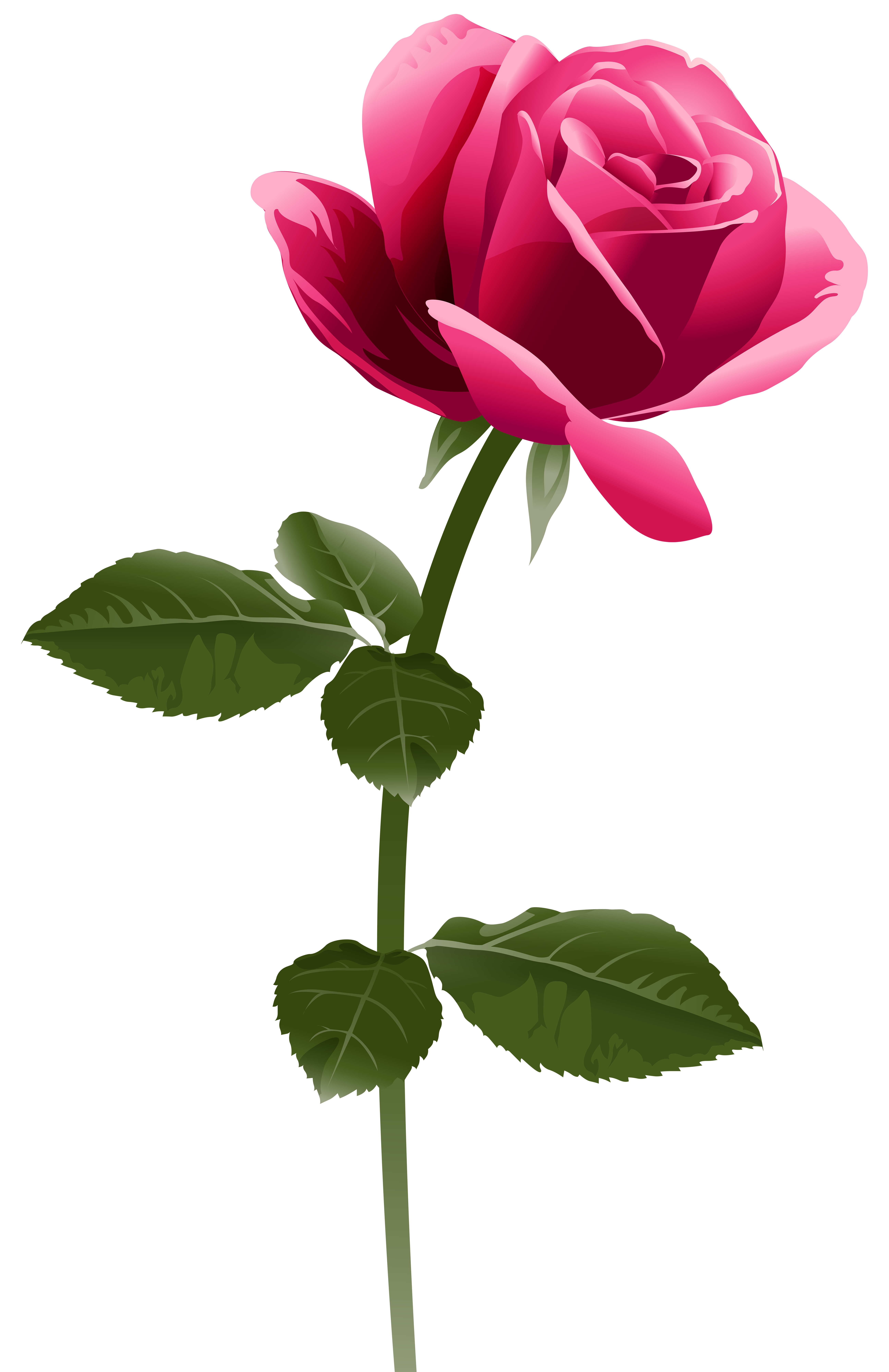 Pink Roses Clipart Png Png Image Transparent Png Free