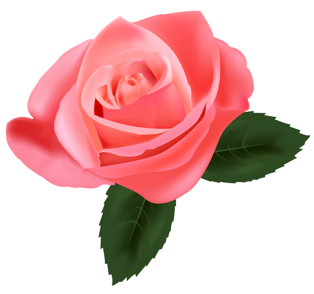 Rose Clipart Png.