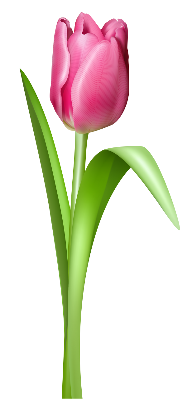 Pink tulip clipart 7.