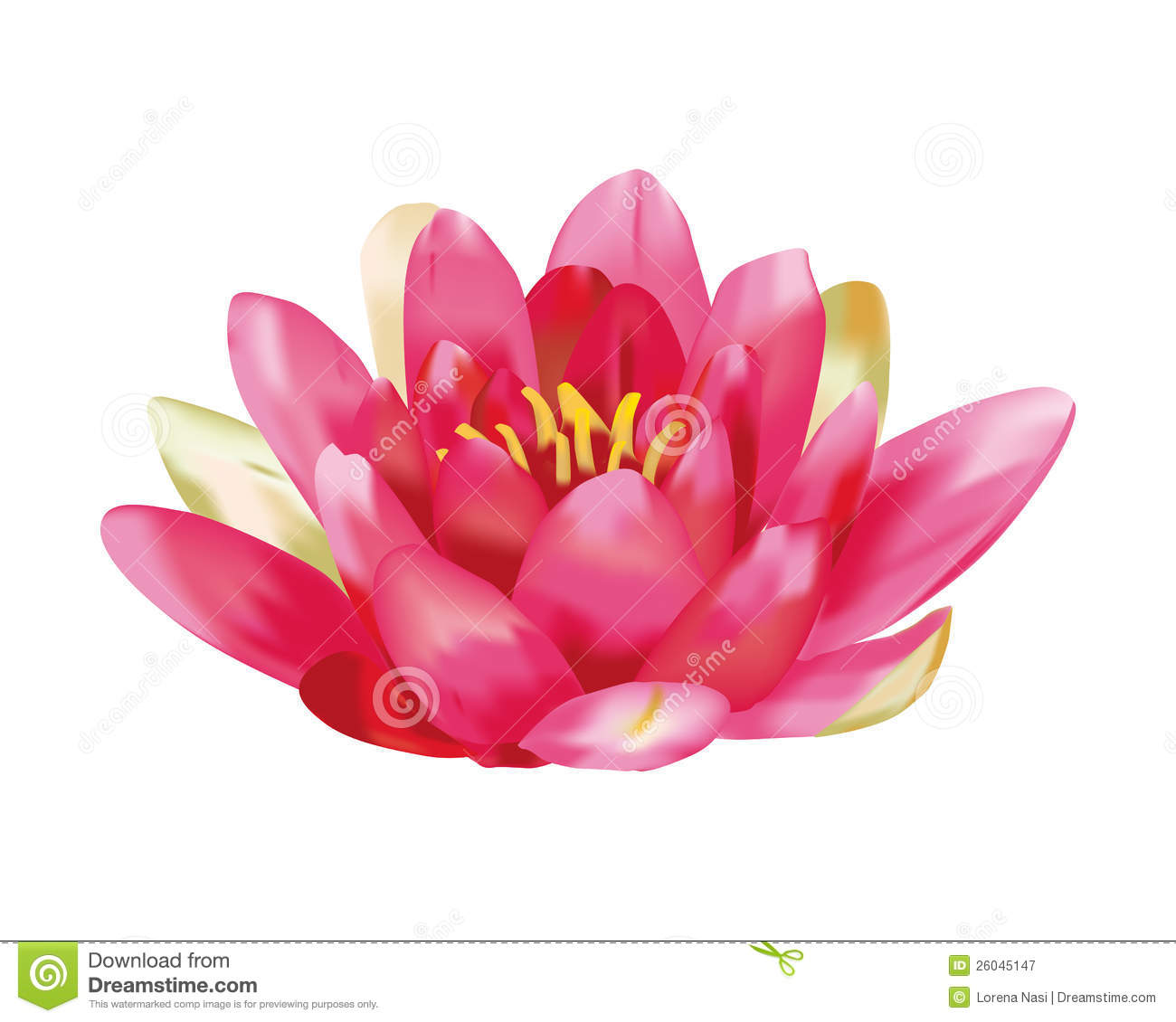 Water Lily Images Free.