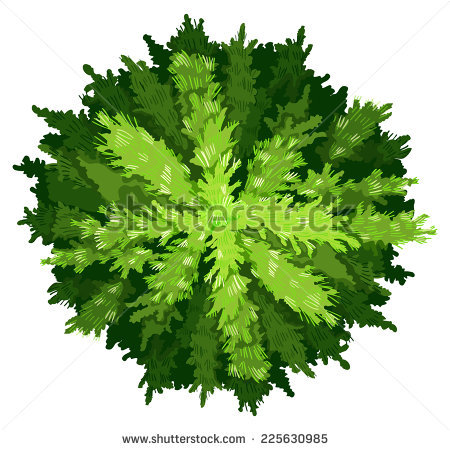 Pinophyta Stock Vectors & Vector Clip Art.