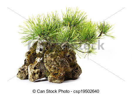 Stock Photo of Pinus Mugo with branches and leaves in the rock.