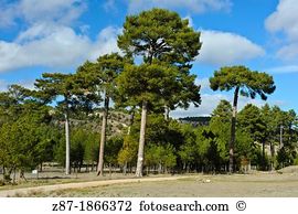 Pinus nigra Stock Photo Images. 89 pinus nigra royalty free images.