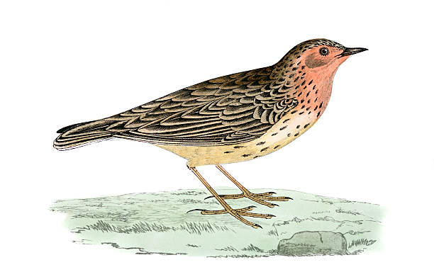 Red Throated Pipit Clip Art, Vector Images & Illustrations.