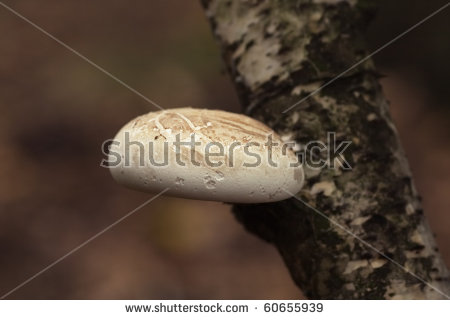 Betulinus Stock Photos, Royalty.