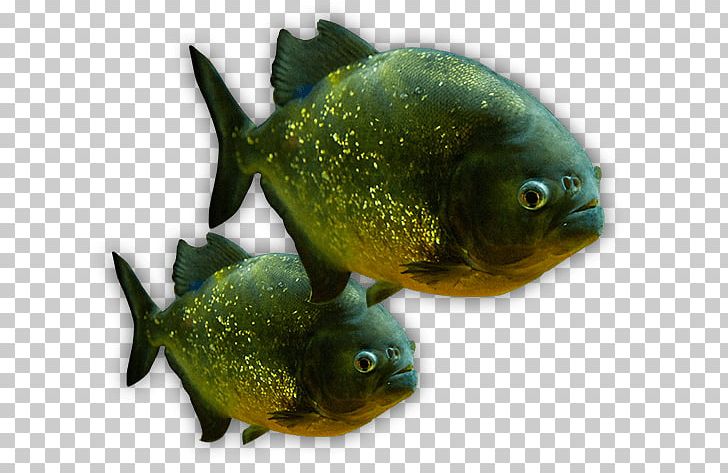 The Deep Aquariums Piranha Tropical Fish PNG, Clipart.