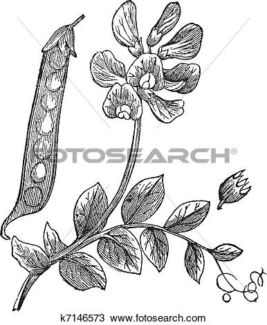 Clipart of Peas or Pisum sativum, vintage engraving k7146573.