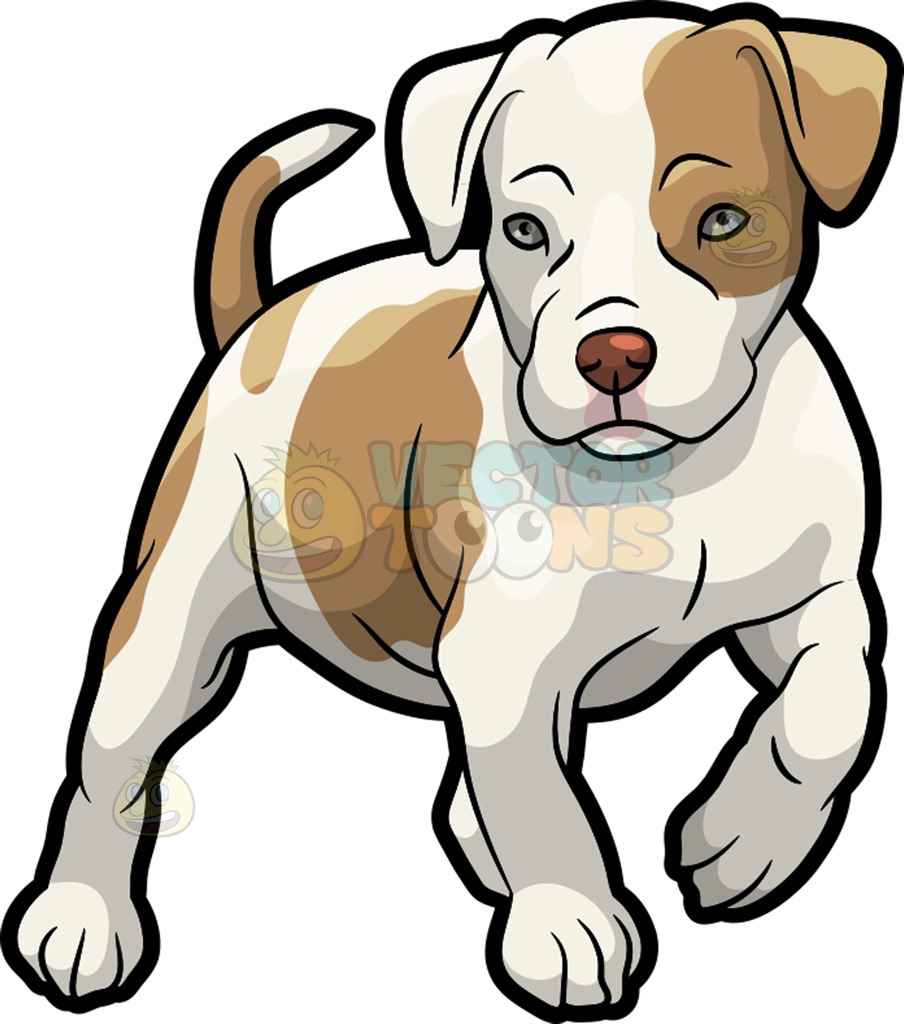 A Pit Bull puppy » Clipart Station.