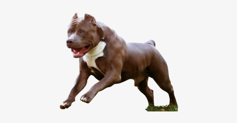 pitbull png 10 free Cliparts | Download images on Clipground 2021