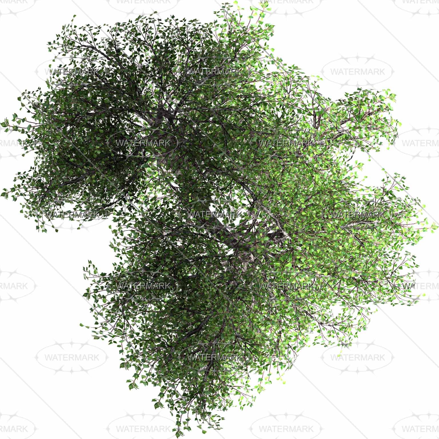 trees plan png 10 free Cliparts | Download images on Clipground 2021