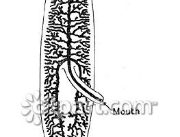 Planaria clipart 5 » Clipart Station.