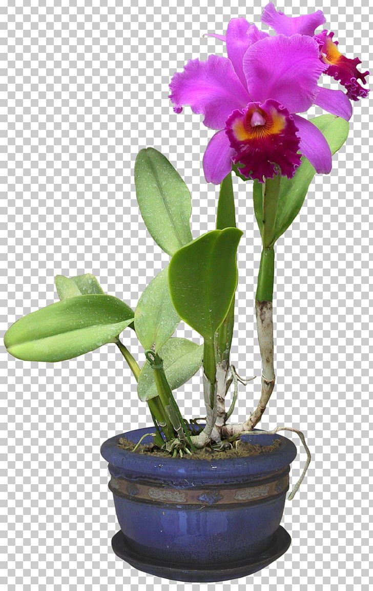 Orchids Plants File Format Burknar PNG, Clipart, Burknar.