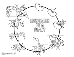 Life Cycle Of A Plant Clipart.