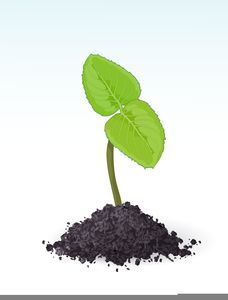 Plant Growing Clipart.