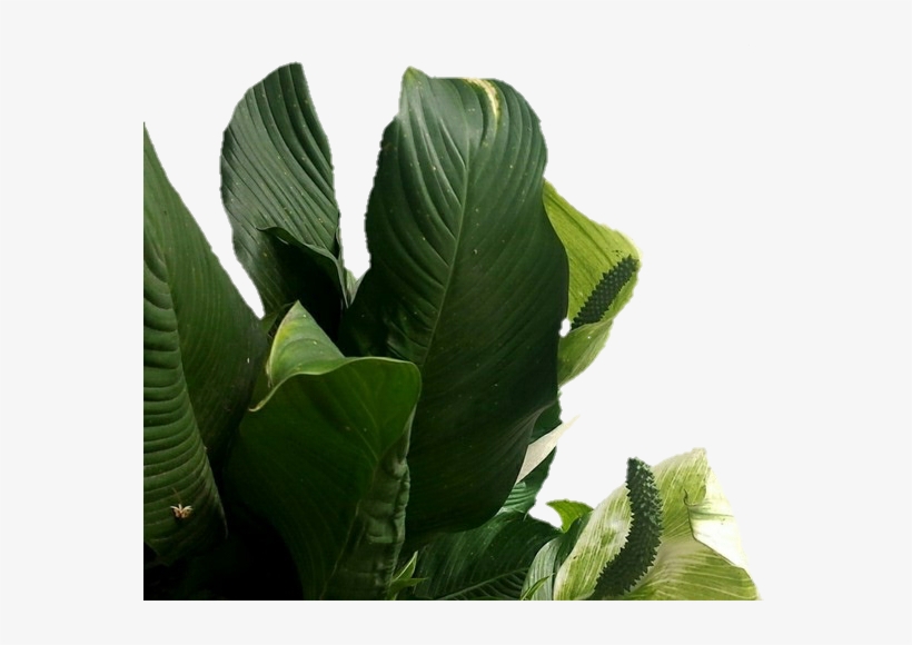 Aesthetic Plant Png.