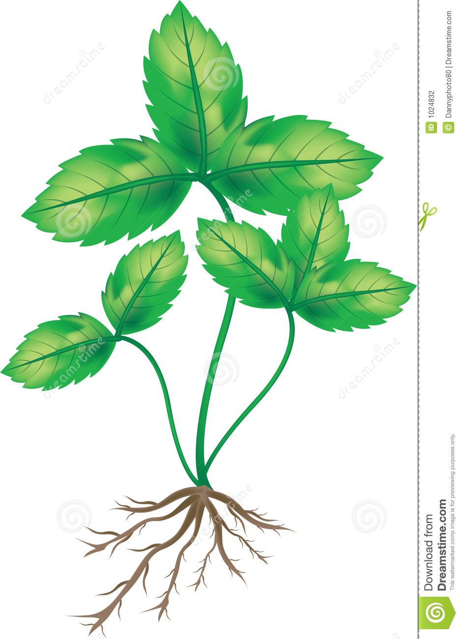 plant roots clipart 10 free Cliparts | Download images on Clipground 2023