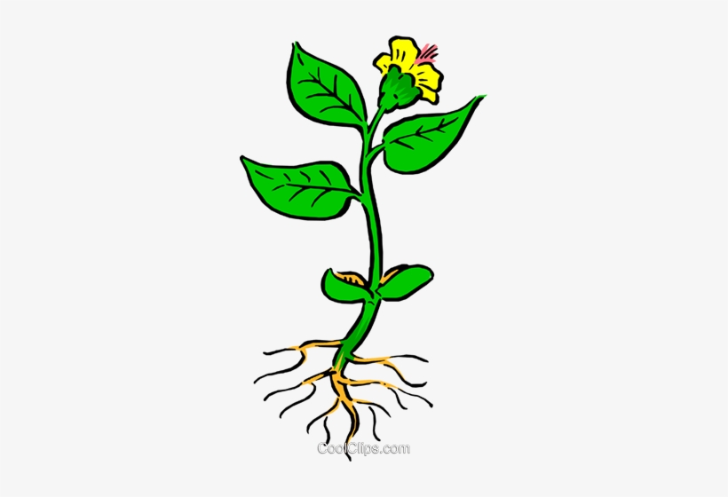 plant roots clipart 10 free Cliparts | Download images on Clipground 2022