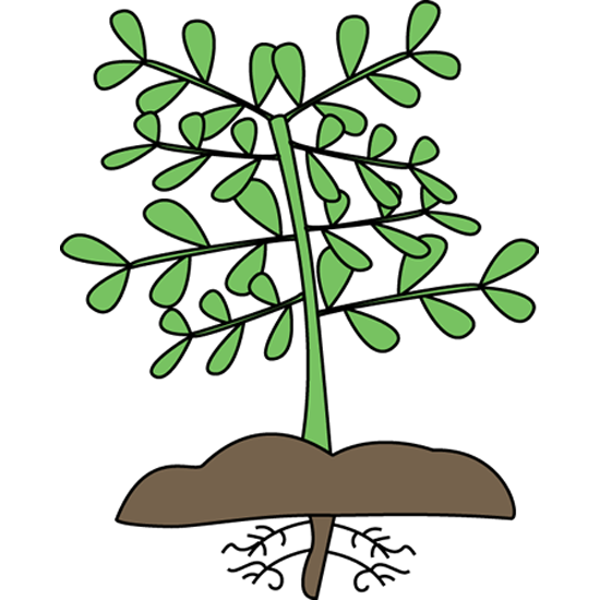 Plant With Roots Clipart.