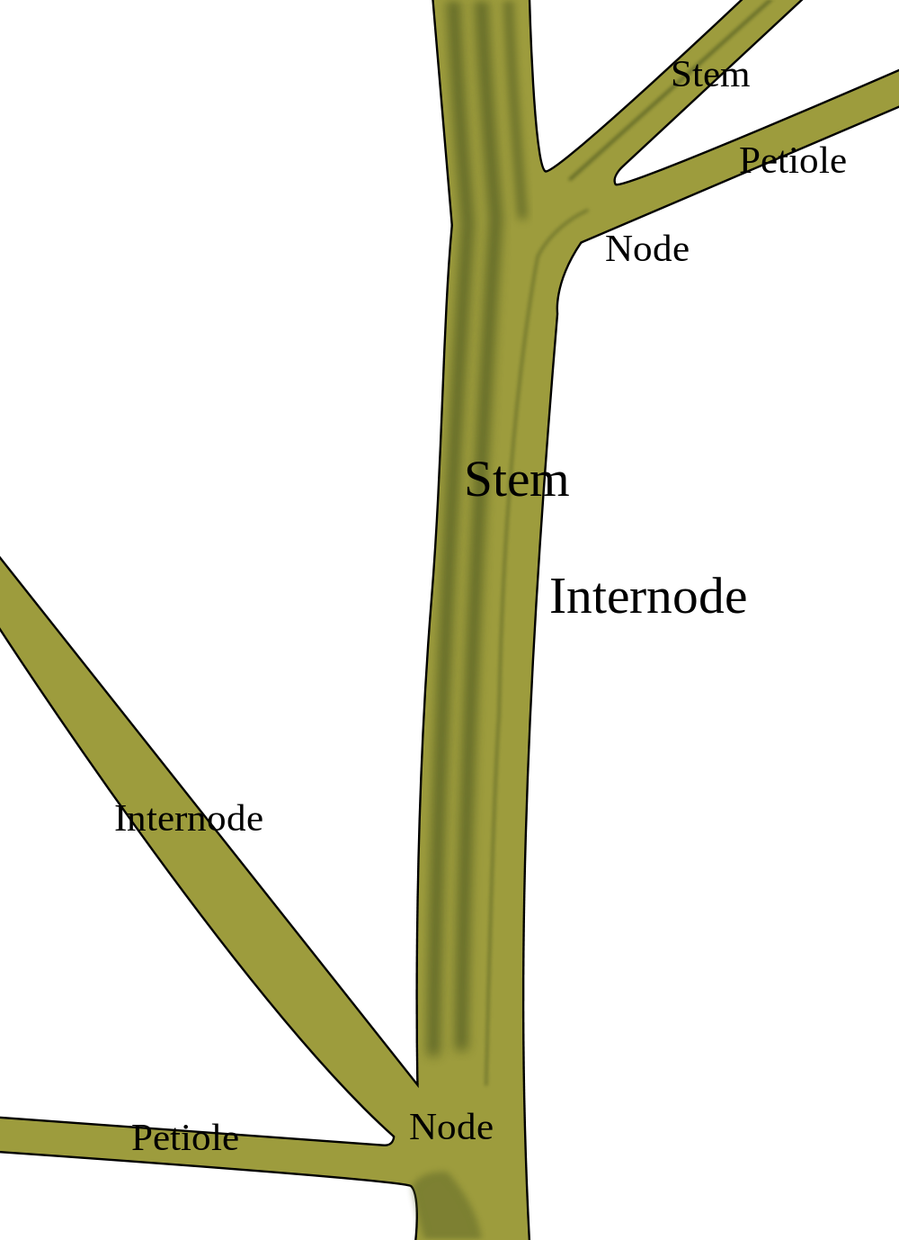 plant stem