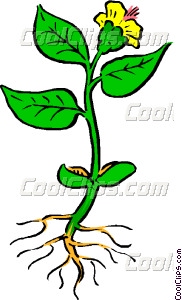 Plant with roots Vector Clip art.
