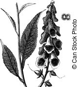 Plantaginaceae Clipart Vector and Illustration. 14 Plantaginaceae.