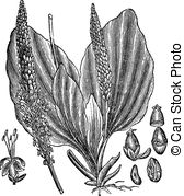 Plantaginaceae Clipart Vector and Illustration. 14 Plantaginaceae.