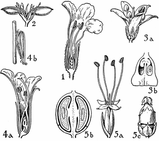 Orders of Acanthaceae, Myoporaceae, Phrymaceae, and Plantaginaceae.