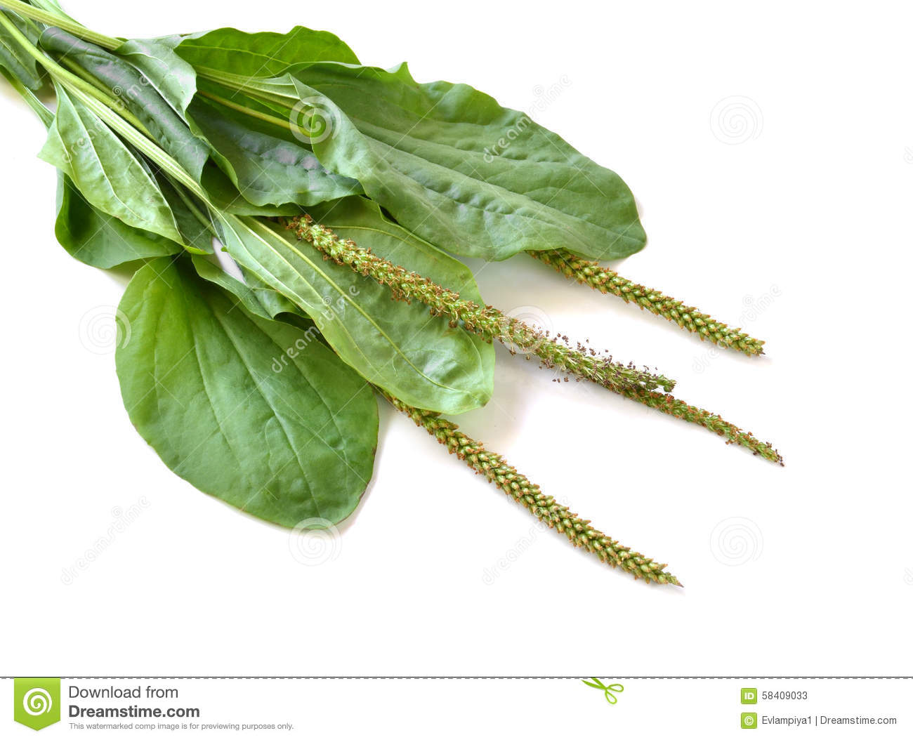 Ribwort (Plantago Lanceolata) Stock Photo.