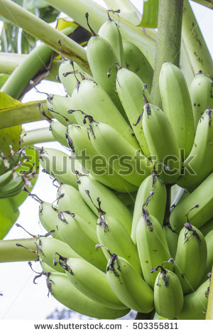 Banana Tree Fruit Blossom Stock Photos, Royalty.