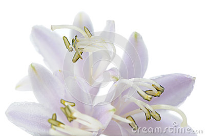 Fragrant Plantain Lily Stock Photo.