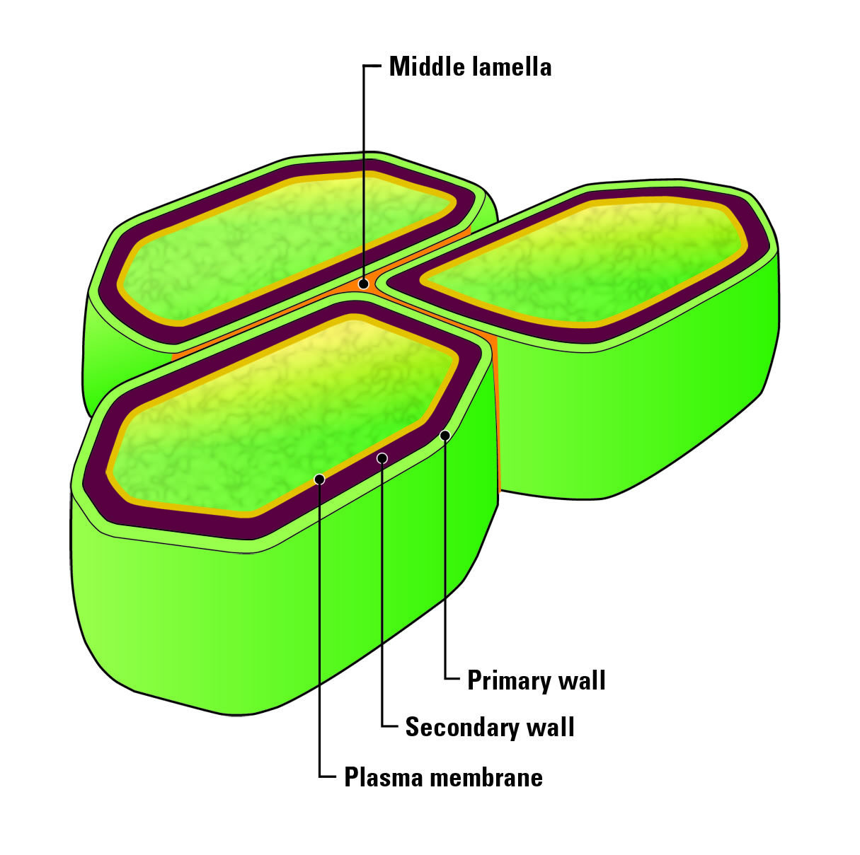 Overview_of_Plant_Cell_Walls_.