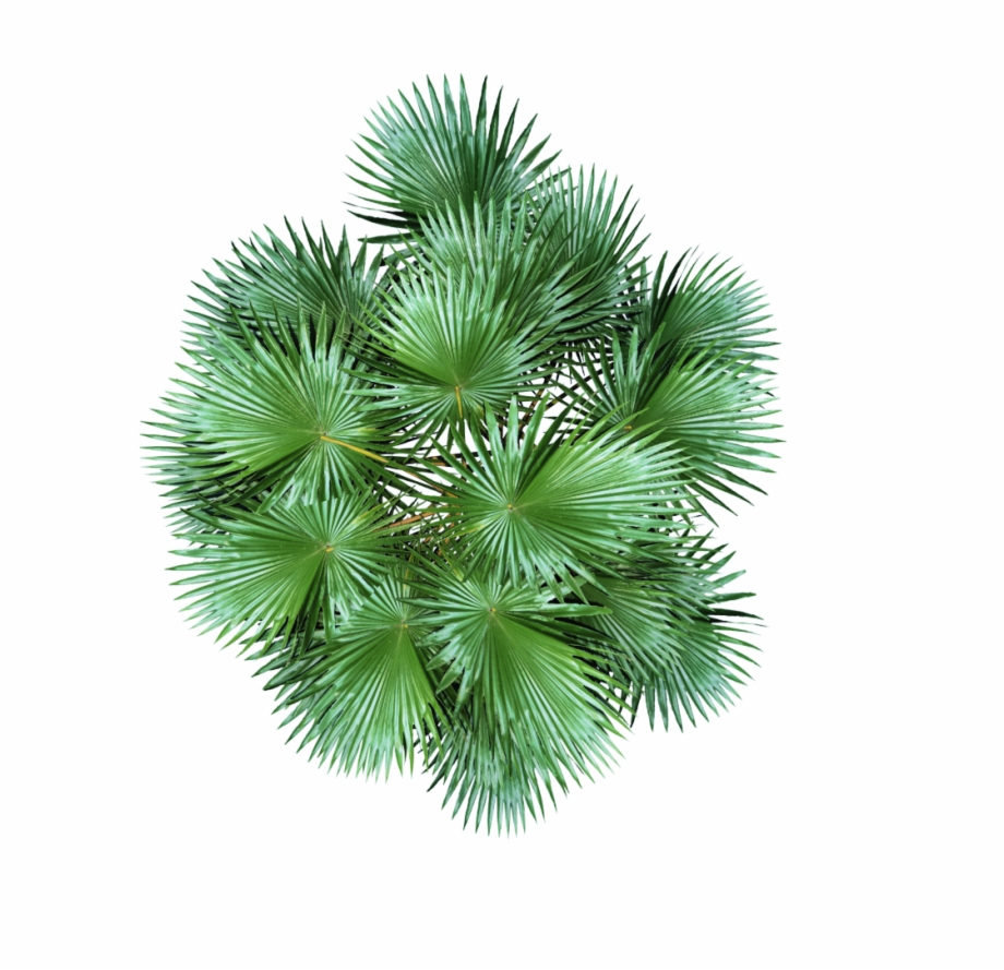 Plant Top View Png Download.