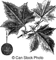 Sycamore Clip Art and Stock Illustrations. 474 Sycamore EPS.