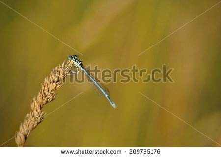Blue Featherleg Platycnemis Pennipes Stock Photos, Images.