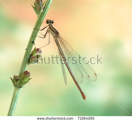 Platycnemis Pennipes Stock Photos, Images, & Pictures.