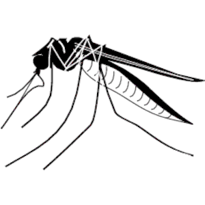 Mosquito Clipart.