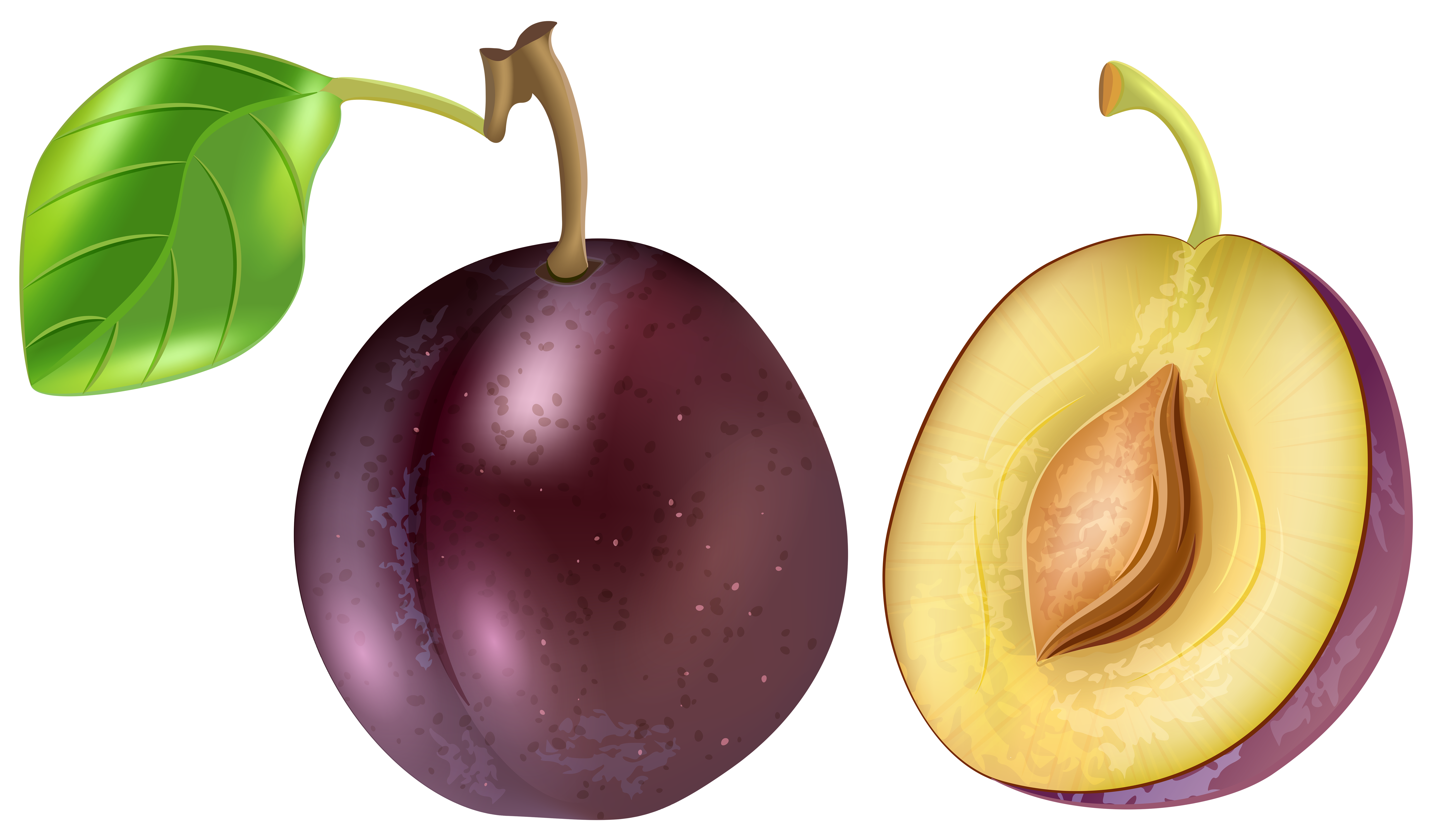 Real plum clipart 20 free Cliparts Download images on Clipground 2023