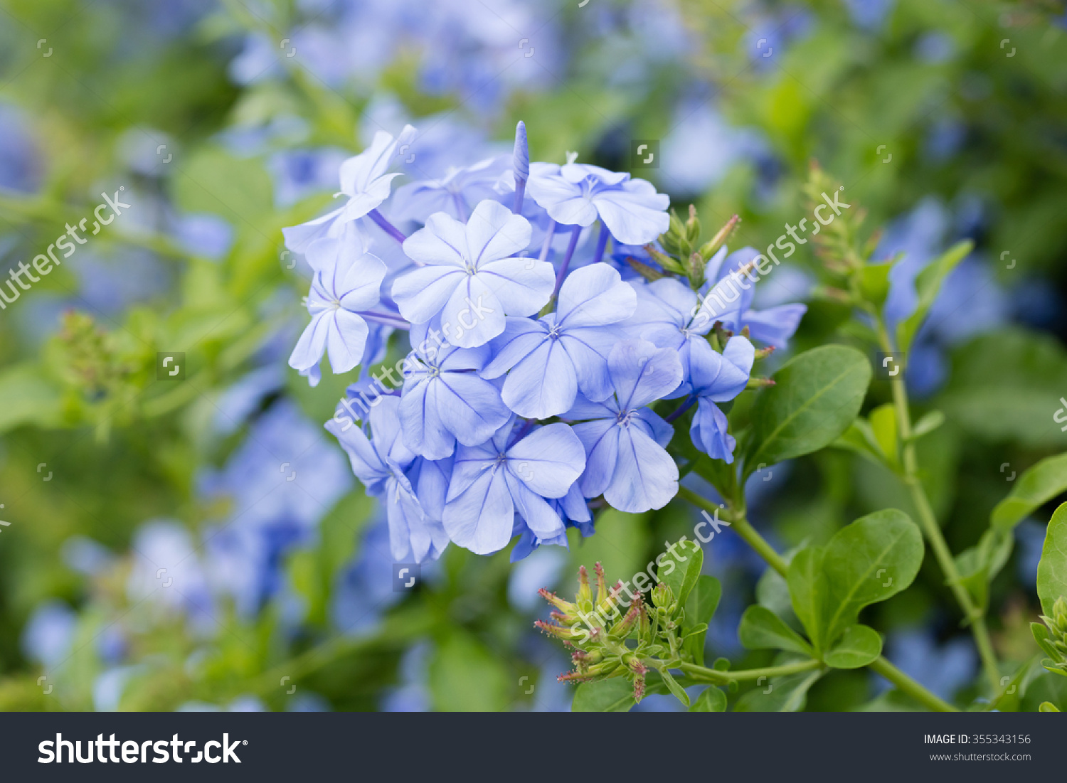 Close Up Blue Color Plumbago Or Plumbaginaceae Flower In Garden.